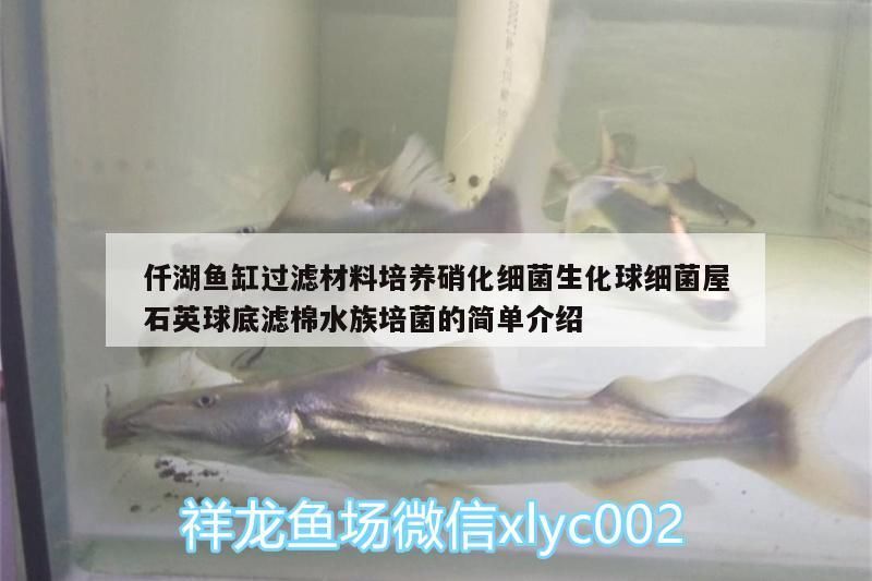 仟湖魚缸過濾材料培養硝化細菌生化球細菌屋石英球底濾棉水族培菌的簡單介紹