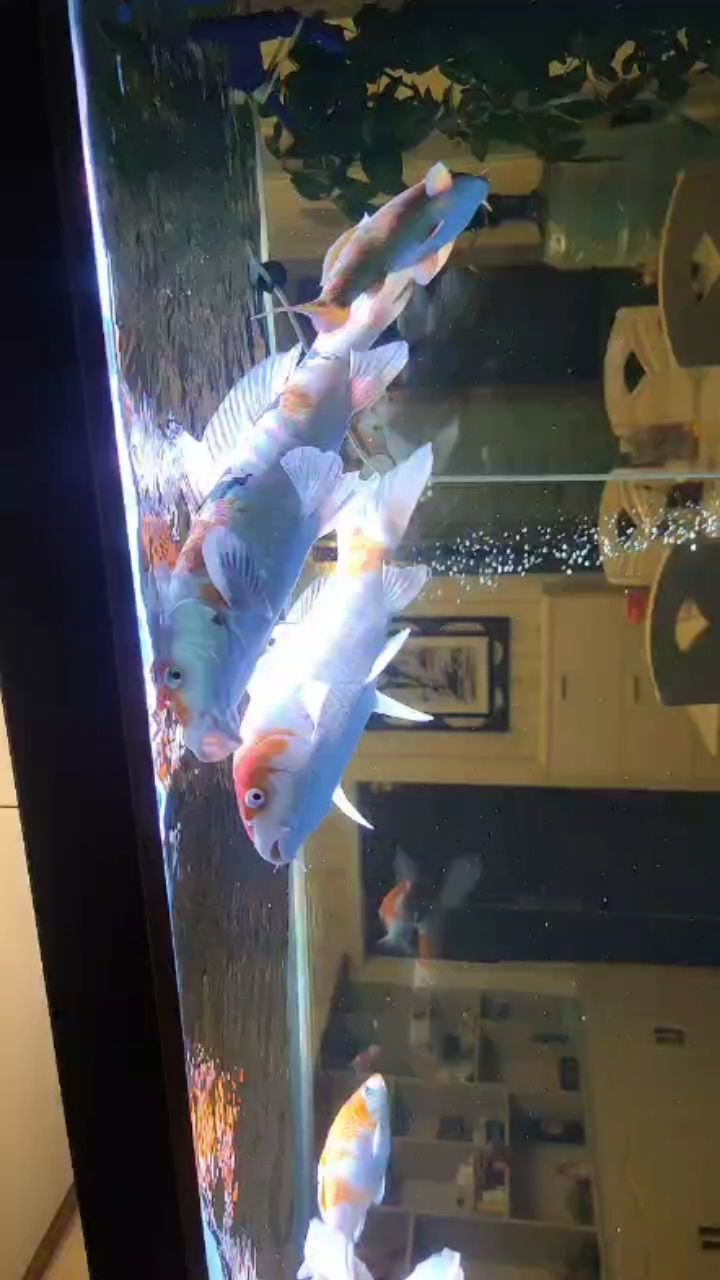 礦泉水瓶自制魚缸過濾器圖片大全（ 礦泉水瓶自制魚缸過濾器圖片大全視頻）