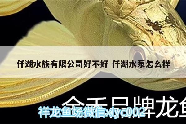 仟湖水族有限公司好不好:仟湖水泵怎么樣