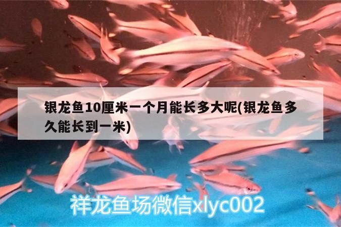 銀龍魚 銀龍魚10厘米一個月能長多大呢(銀龍魚多久能長到一米) 銀龍魚百科 銀龍魚10厘米一個月能長多大呢(銀龍魚多久能長到一米) 銀龍魚10厘米一個月能長多大呢(銀龍魚多久能長到一米) 銀龍魚百科