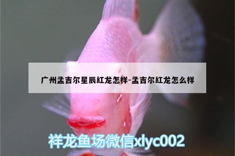 廣州孟吉爾星辰紅龍怎樣:孟吉爾紅龍怎么樣