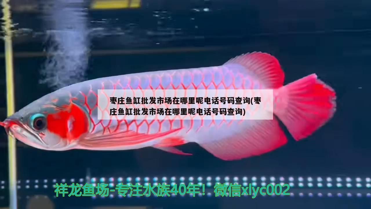 棗莊魚缸批發市場在哪里呢電話號碼查詢(棗莊魚缸批發市場在哪里呢電話號碼查詢)