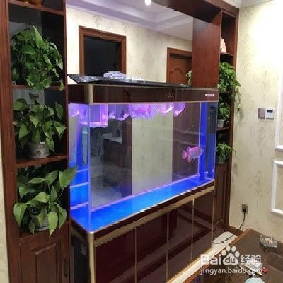 養虎魚怎么才能明：養虎魚怎么才能明亮