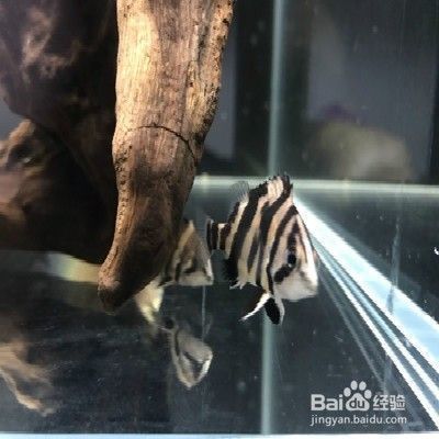 養虎魚怎么才能明：養虎魚怎么才能明亮