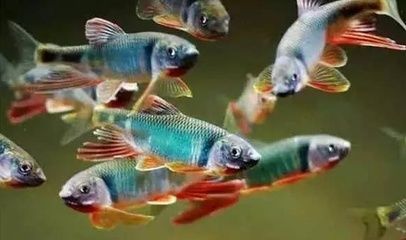 觀賞小魚什么魚最好養 觀賞小魚什么魚最好養 九鼎魚缸 第1張