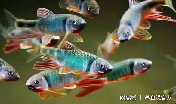 觀賞小魚什么魚最好養 觀賞小魚什么魚最好養 九鼎魚缸 第2張