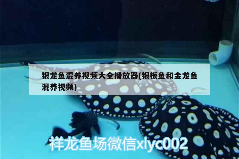 銀龍魚混養視頻大全播放器(銀板魚和金龍魚混養視頻)