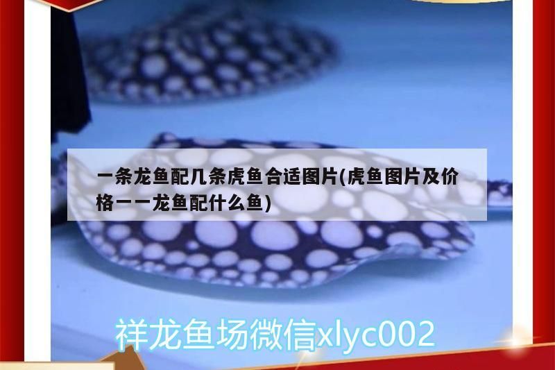一條龍魚配幾條虎魚合適圖片(虎魚圖片及價格一一龍魚配什么魚)
