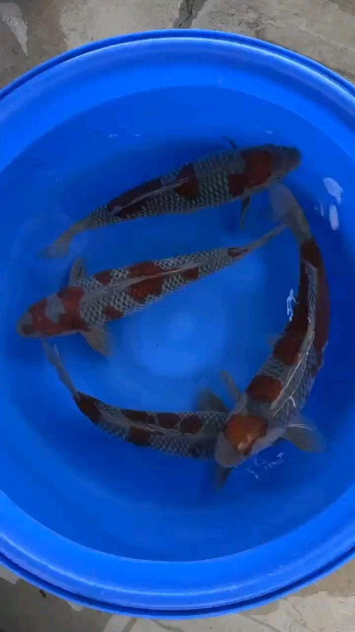 50部深沢落葉