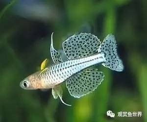 光特億水泵是哪里生產的（光特億水泵是哪里生產的品牌）