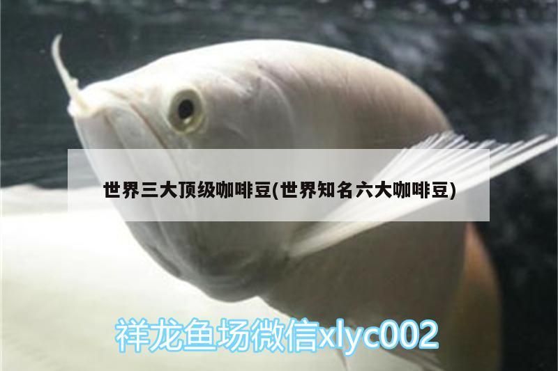 世界三大頂級咖啡豆(世界知名六大咖啡豆)