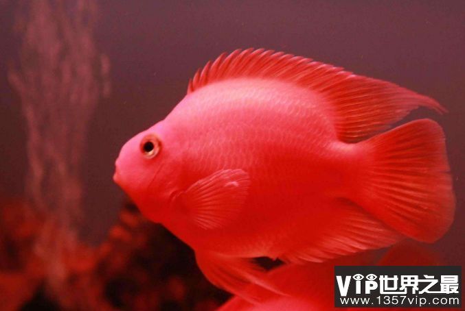 水族館的魚(yú)類具體的介紹：水族館中常見(jiàn)的水族館中常見(jiàn)的水族館魚(yú)類