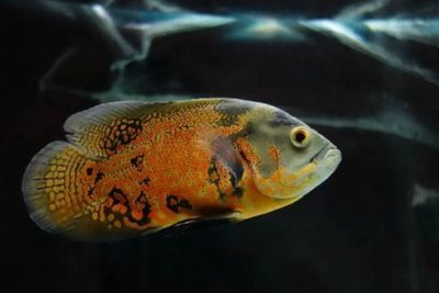 水族館的魚類具體的介紹：水族館中常見的水族館中常見的水族館魚類