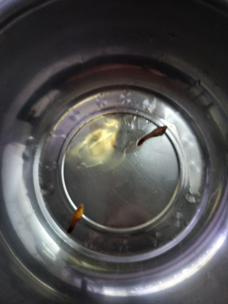新魚——金牡丹
