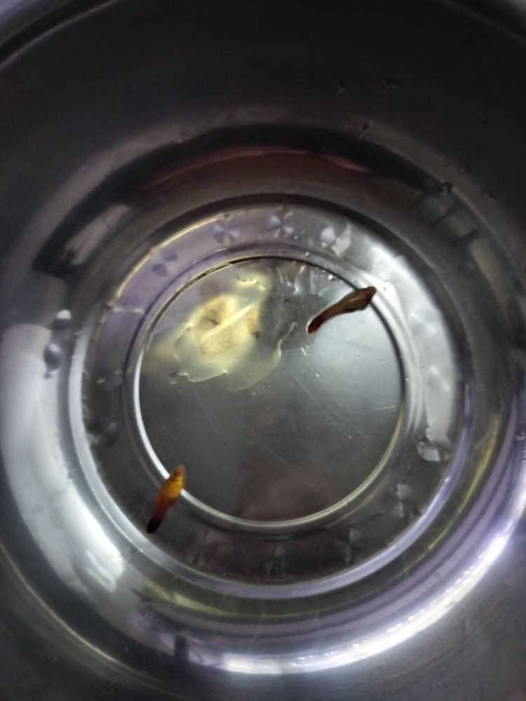 新魚——金牡丹