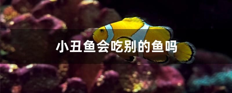 小丑魚會吃別的魚嗎 小丑魚會吃別的魚嗎 可麗愛魚缸