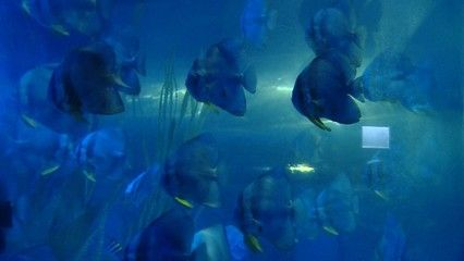 水族館行業會有發展潛力嗎（水族館行業發展潛力）