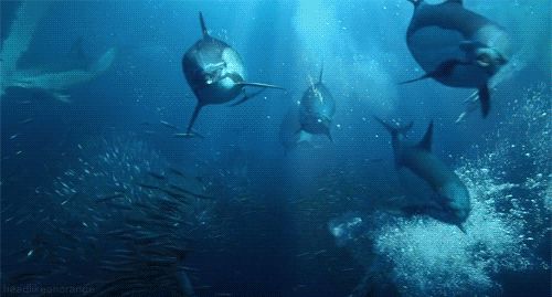 水族館高清動態壁紙：3d水族館動態壁紙制作教程