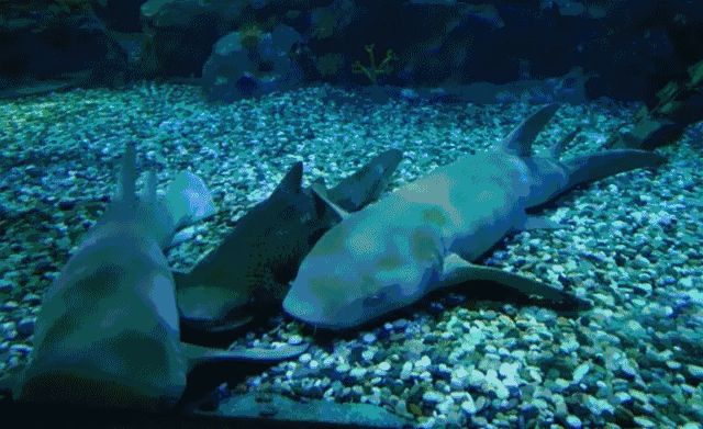 水族館高清動態壁紙：3d水族館動態壁紙制作教程