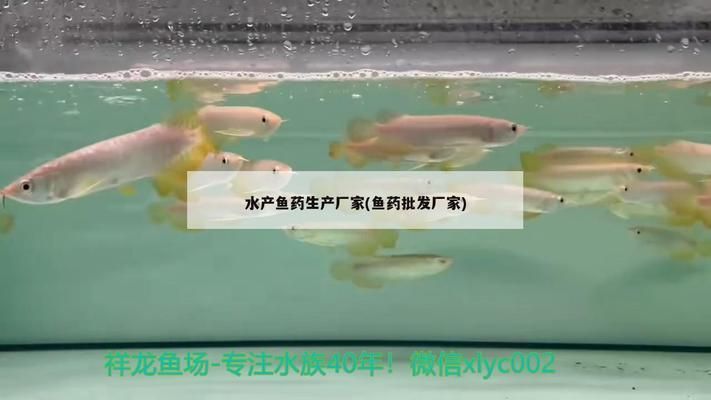 龍魚大白片是什么藥vs祥龍魚場：龍魚大白片與祥龍魚場的區別