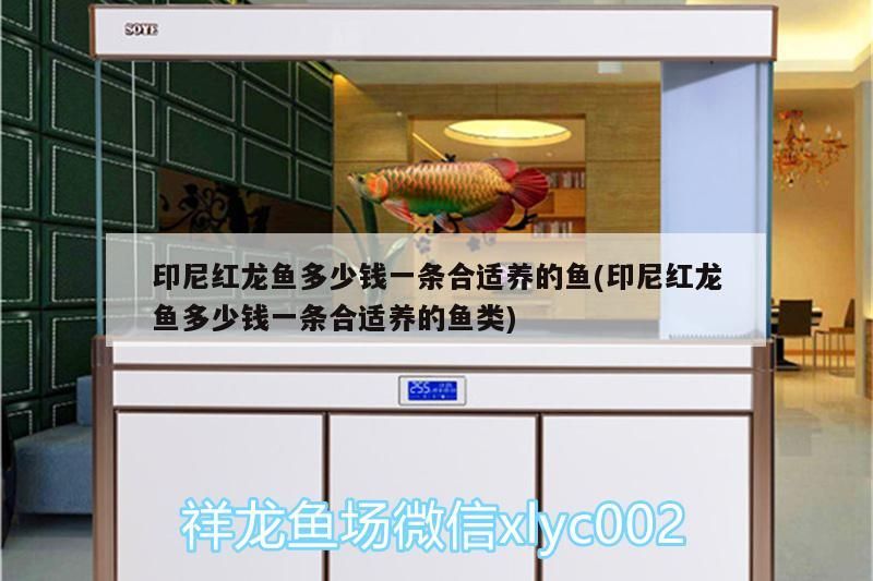 印尼紅龍魚多少錢一條合適養的魚(印尼紅龍魚多少錢一條合適養的魚類)