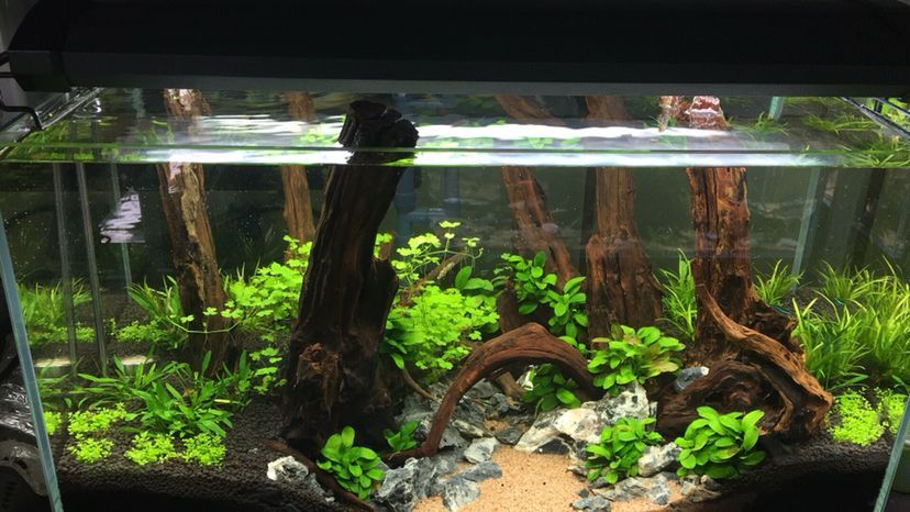 林芝水族館水景缸