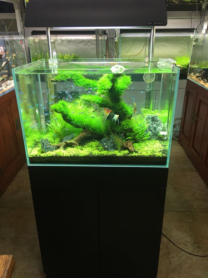 林芝水族館水景缸