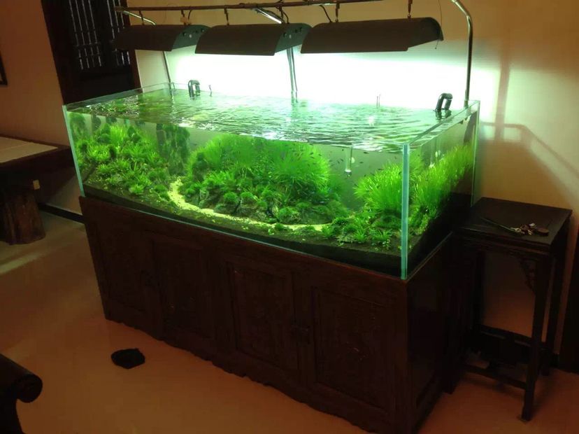林芝水族館水景缸