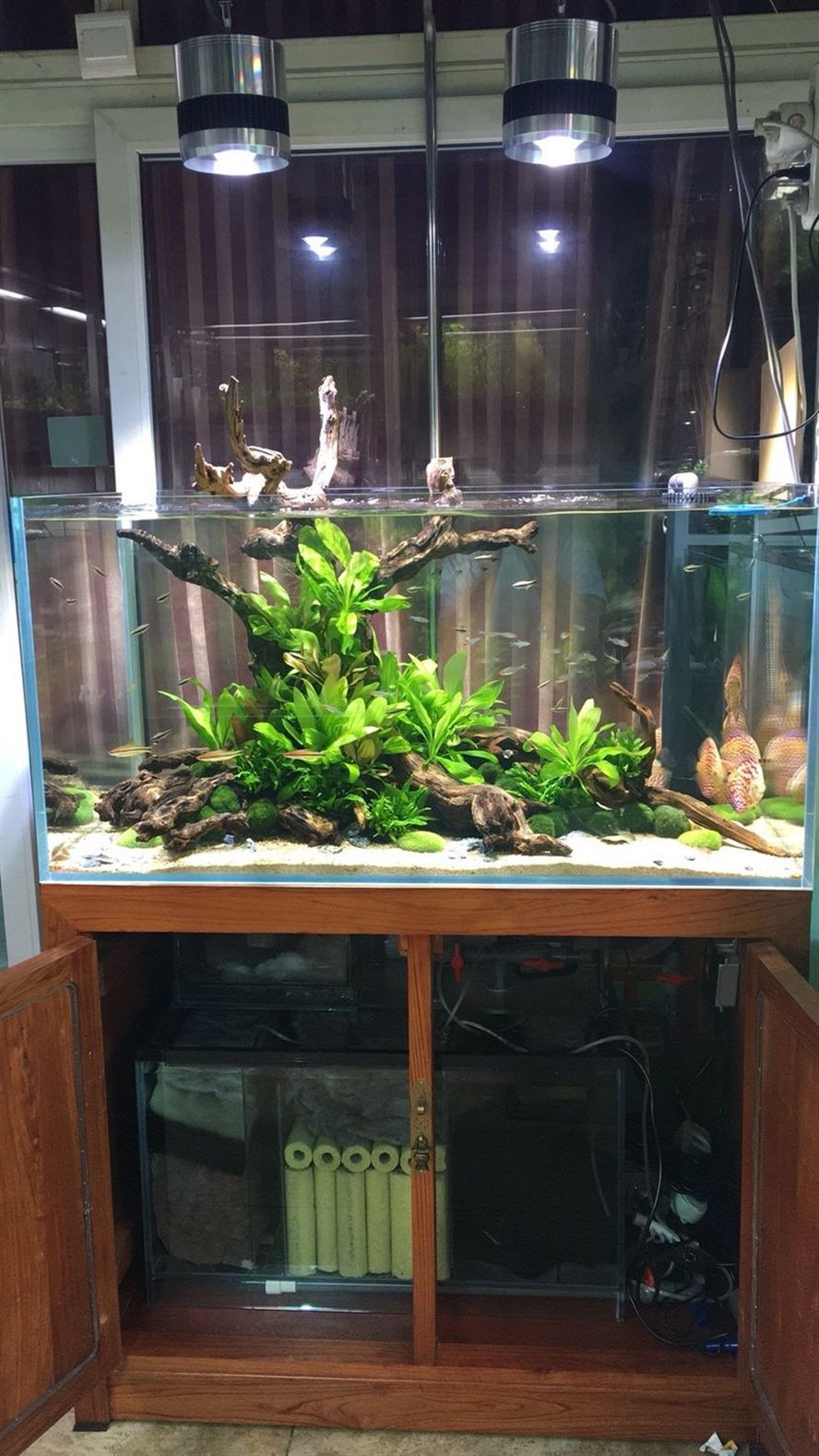 林芝水族館水景缸