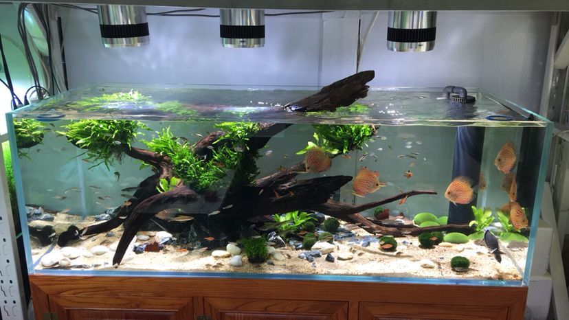林芝水族館水景缸