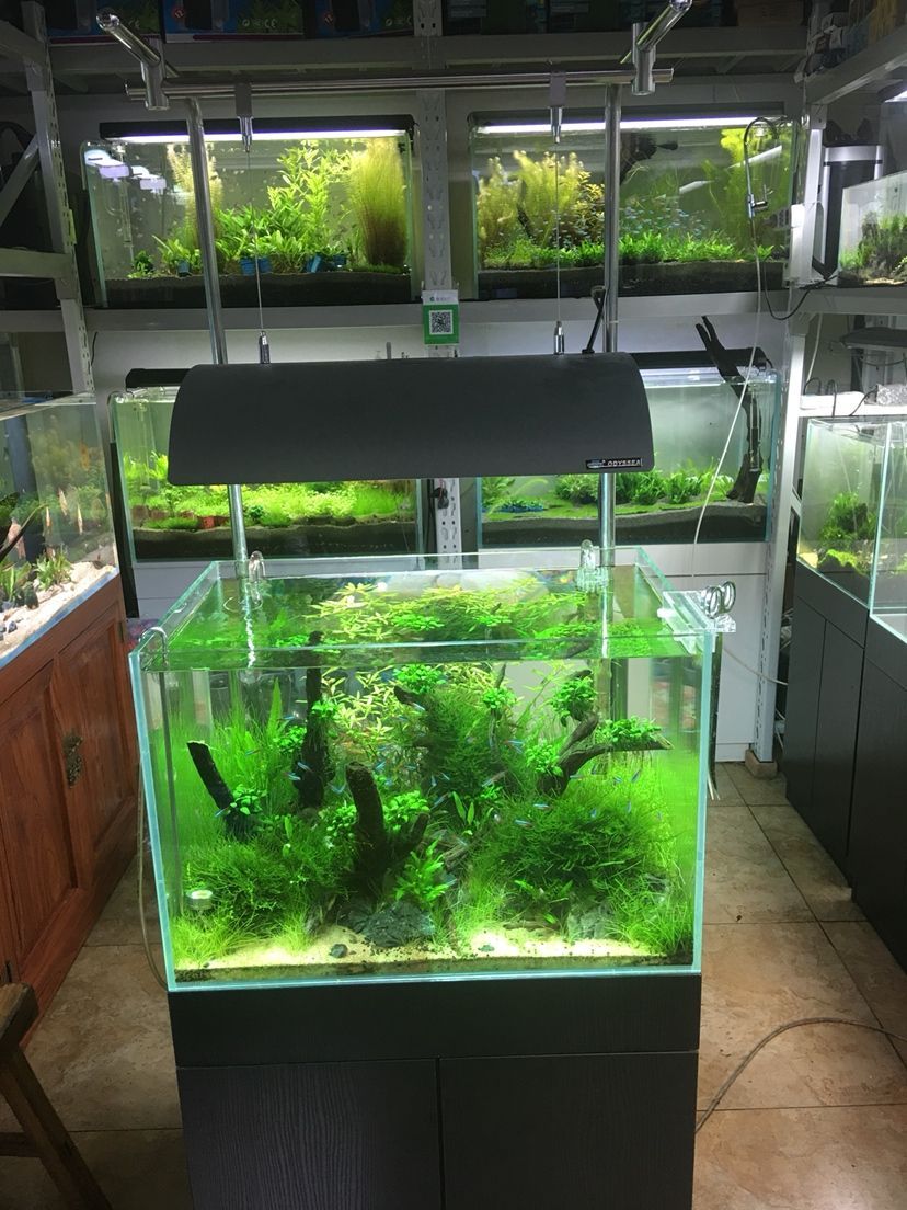 林芝水族館水景缸