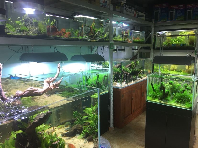 林芝水族館水景缸