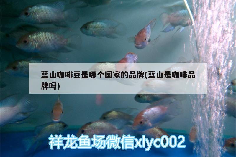 藍(lán)山咖啡豆是哪個(gè)國(guó)家的品牌(藍(lán)山是咖啡品牌嗎)