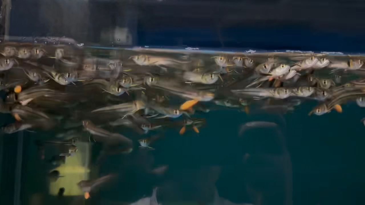 銀龍苗到