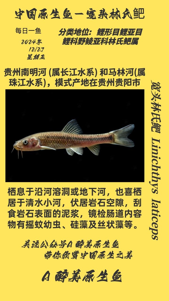 寬頭林氏鲃