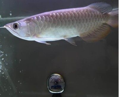 紅龍魚容易死嗎為什么：紅龍魚為什么容易死亡？