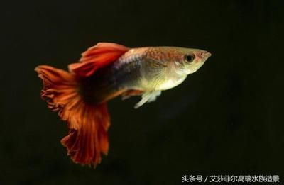 好看的觀賞魚排行（世界著名觀賞魚排行榜：羅漢魚并沒有一個科學系統之一）