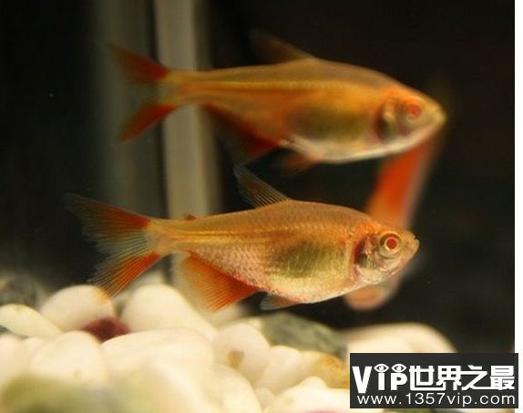 好看的觀賞魚排行（世界著名觀賞魚排行榜：羅漢魚并沒有一個科學系統之一）