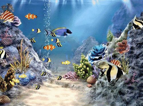 水族館屏保動態壁紙（水族館屏保動態壁紙兼容性查詢水族館屏保動態壁紙設置教程） 水族館屏保動態壁紙（水族館屏保動態壁紙兼容性查詢水族館屏保動態壁紙設置教程） 水族館百科（水族館加盟） 第3張