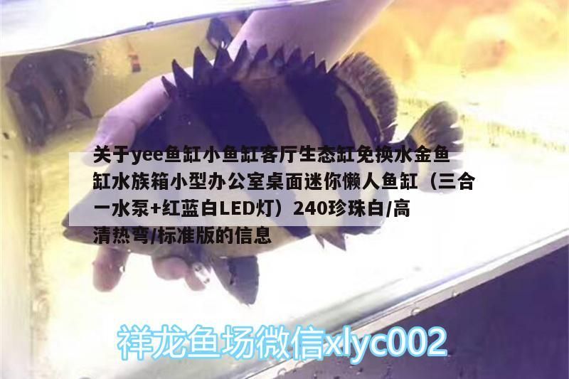 關于yee魚缸小魚缸客廳生態缸免換水金魚缸水族箱小型辦公室桌面迷你懶人魚缸（三合一水泵+紅藍白LED燈）240珍珠白/高清熱彎/標準版的信息