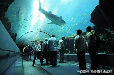 在水族館可以干什么工作（在水族館工作的各種職位及其職責和要求）