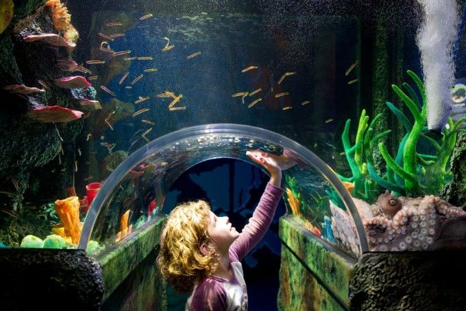 水族館觸摸池互動效果評估：水族館觸摸池互動效果的評估