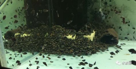 魔點魚缸燈 XA40 二代有哪些顏色可選，魔點xa40二代有哪些顏色可選？ 魔點魚缸燈 XA40 二代有哪些顏色可選，魔點xa40二代有哪些顏色可選？ 龍魚百科 第2張