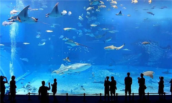 水族館加盟店有哪些項(xiàng)目可以做的（水族館加盟店怎么樣）