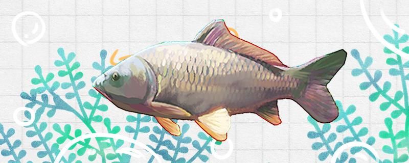 初夏釣鯉魚釣多深用什么味型