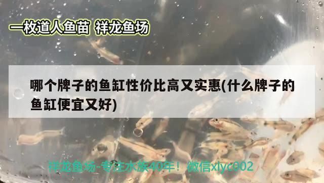 樂山水族館收布隆迪(母成魚)