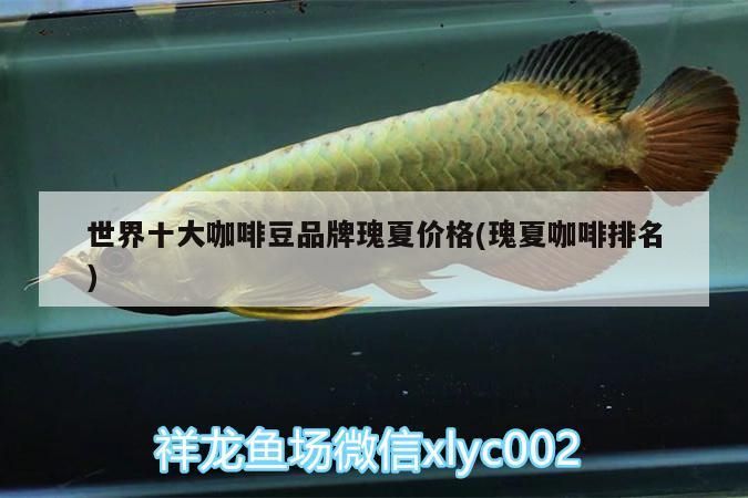 世界十大咖啡豆品牌瑰夏價格(瑰夏咖啡排名)