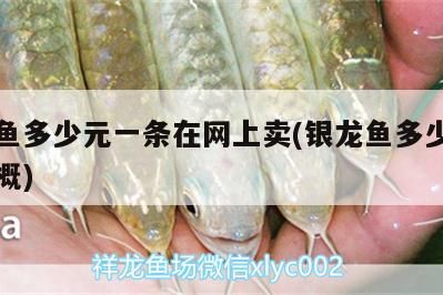 銀龍魚多少元一條在網上賣(銀龍魚多少錢一條大概)