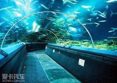 開水族館要投資多少錢:開設一個水族館需要一定的投資 水族館百科(水族館加盟) 第5張 開水族館要投資多少錢:開設一個水族館需要一定的投資 開水族館要投資多少錢:開設一個水族館需要一定的投資 水族館百科(水族館加盟) 第5張