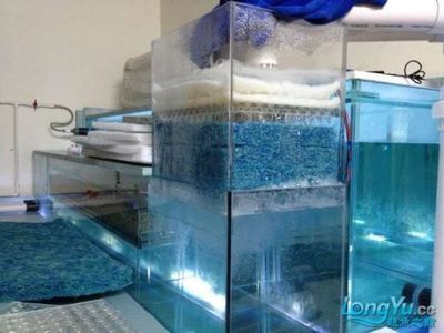 龍魚和魟魚用什么檢疫：龍魚和魟魚用什么檢疫檢疫，龍魚和魟魚用什么檢疫